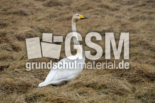 Singschwan (2 von 16).jpg